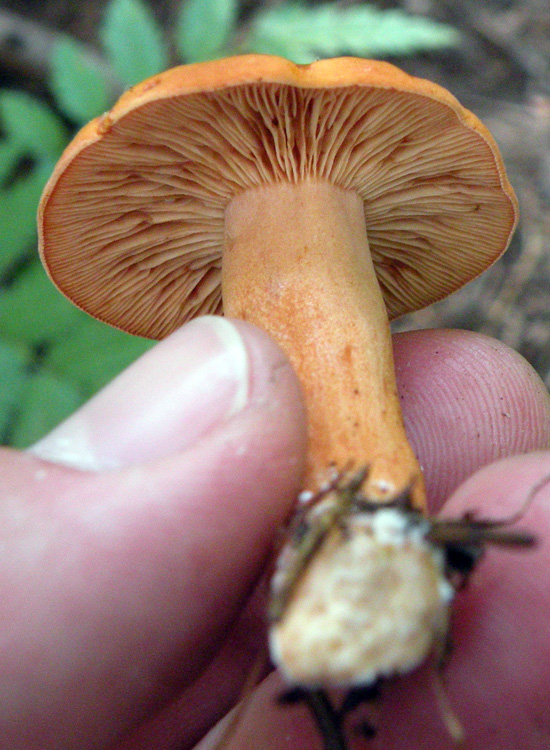 Se avesse il lattice...